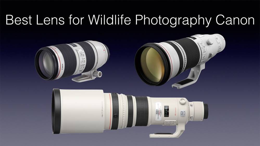 Best Canon Lenses for Wildlife Photography