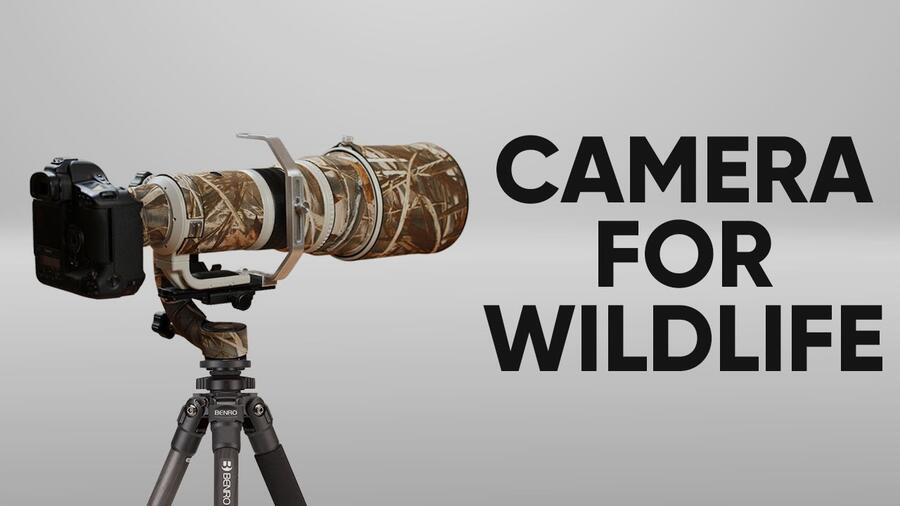 Best Camera for Wildlife Photography